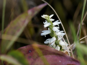 14th Sep 2023 - great plaines ladies' tresses