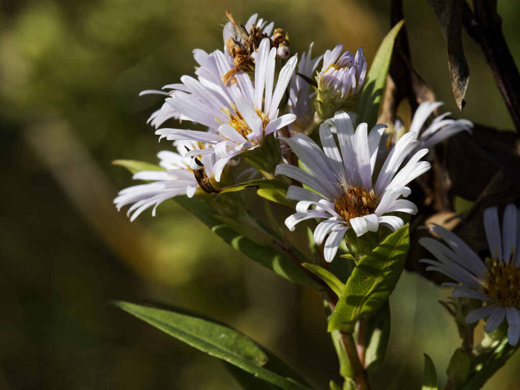 Shinning asters by rminer