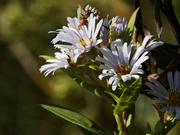 14th Sep 2023 - Shinning asters