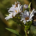 Shinning asters by rminer