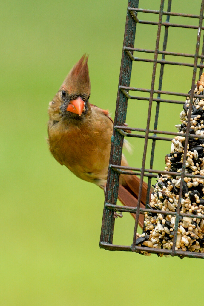 Female Cardinal by danette