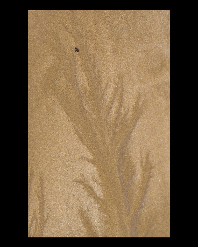 Sand tree and fly by Dawn