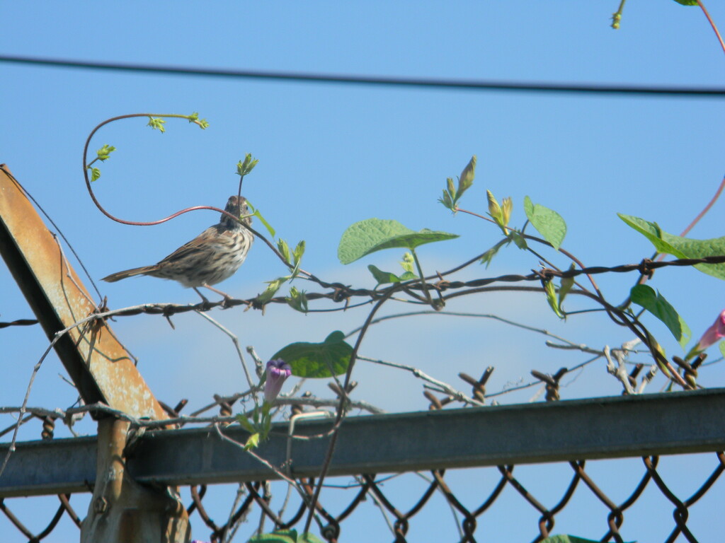 Sparrow on Fence in Office Parking Lot  by sfeldphotos