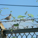 Sparrow on Fence in Office Parking Lot  by sfeldphotos