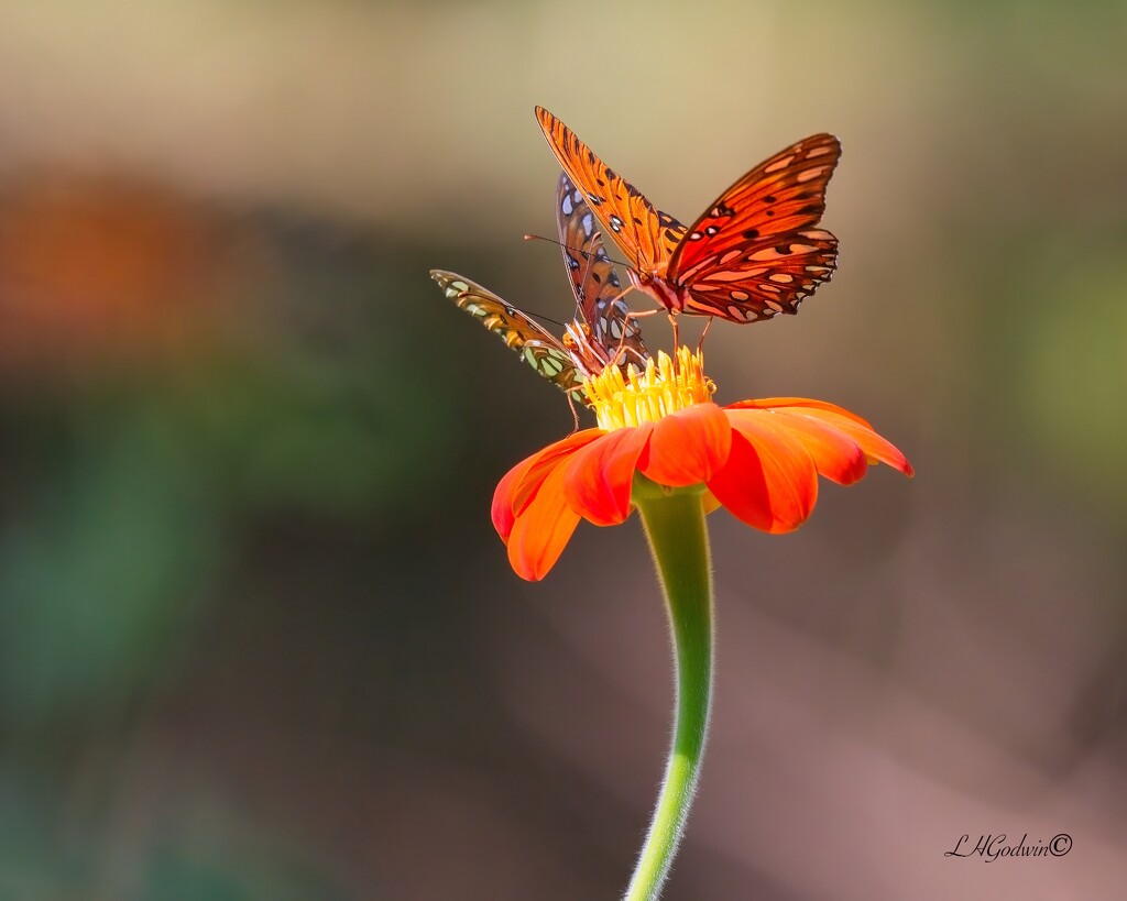 LHG_8923 togetherness by rontu