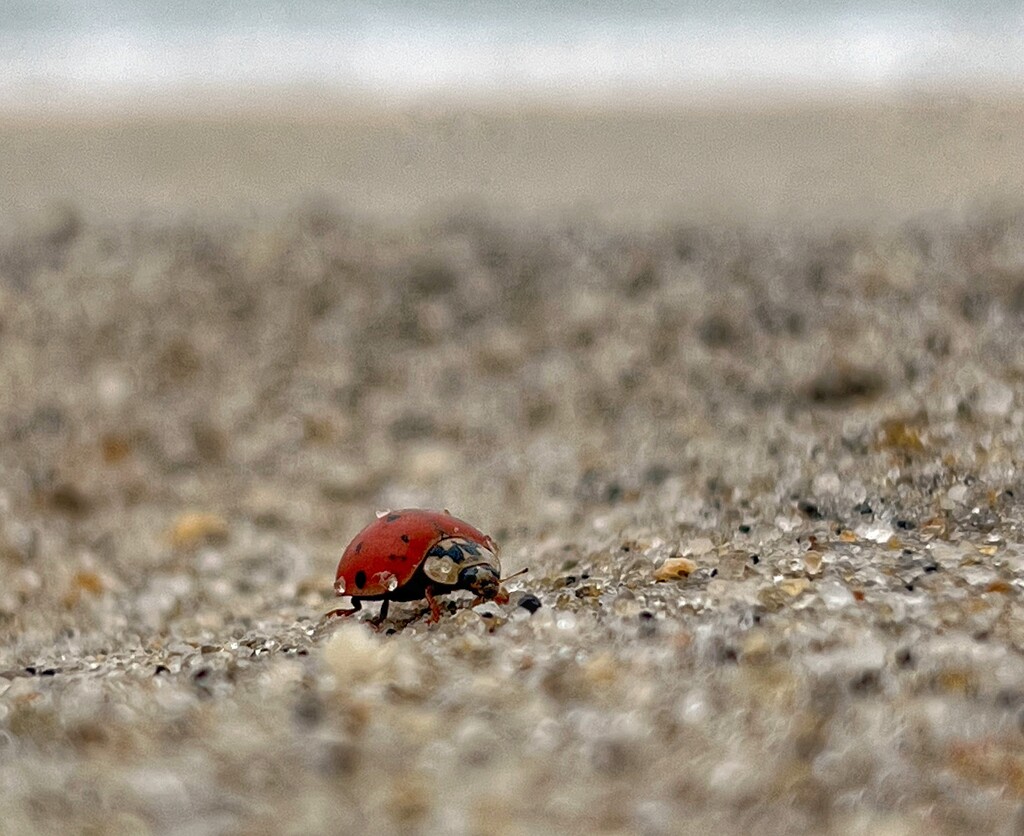 A ladybug goes to the beach. by njmom3