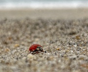 14th Sep 2023 - A ladybug goes to the beach.