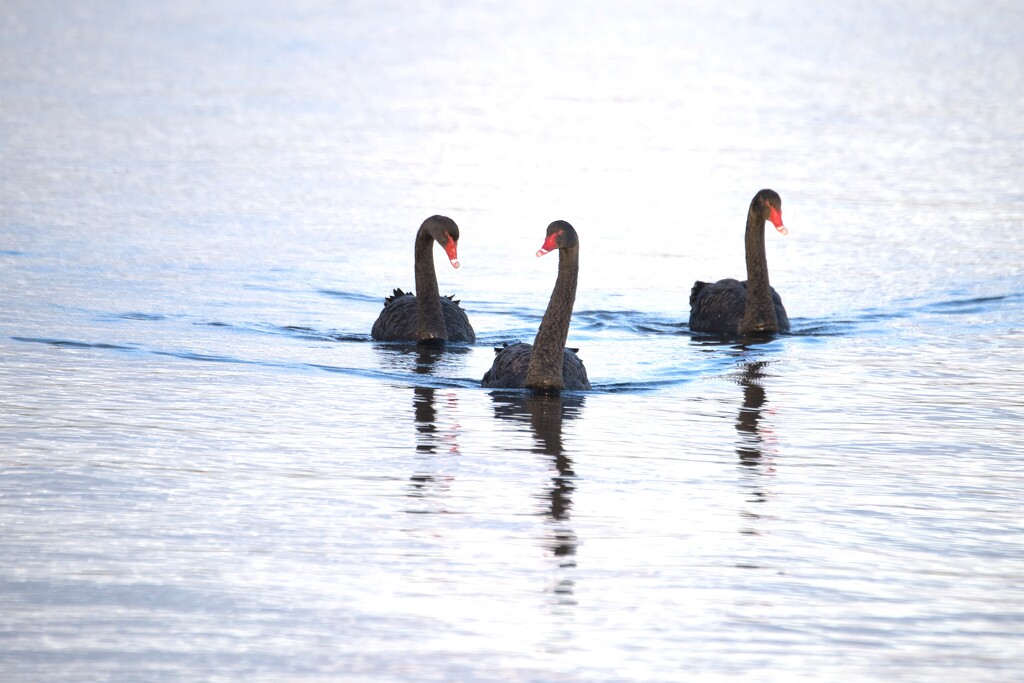 Black Swans by dkbarnett