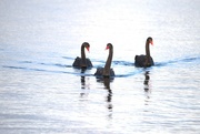 10th Sep 2023 - Black Swans