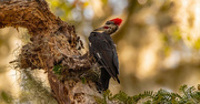 14th Sep 2023 - Pileated Woodpecker!
