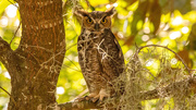 14th Sep 2023 - The Great Horned Owl!