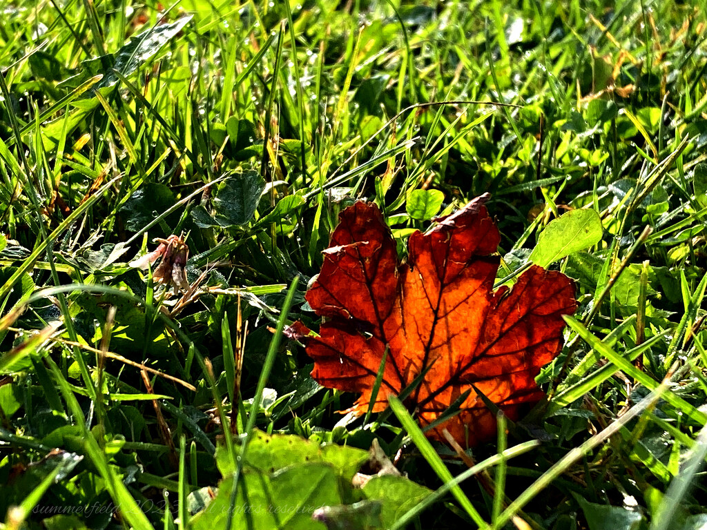 les feuilles mortes by summerfield