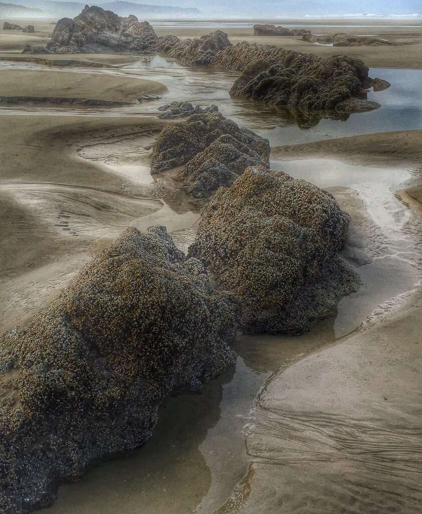 Minus Tide ~ Oregon Coast by 365projectorgbilllaing