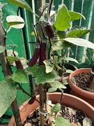 15th Sep 2023 - Finger Eggplant 