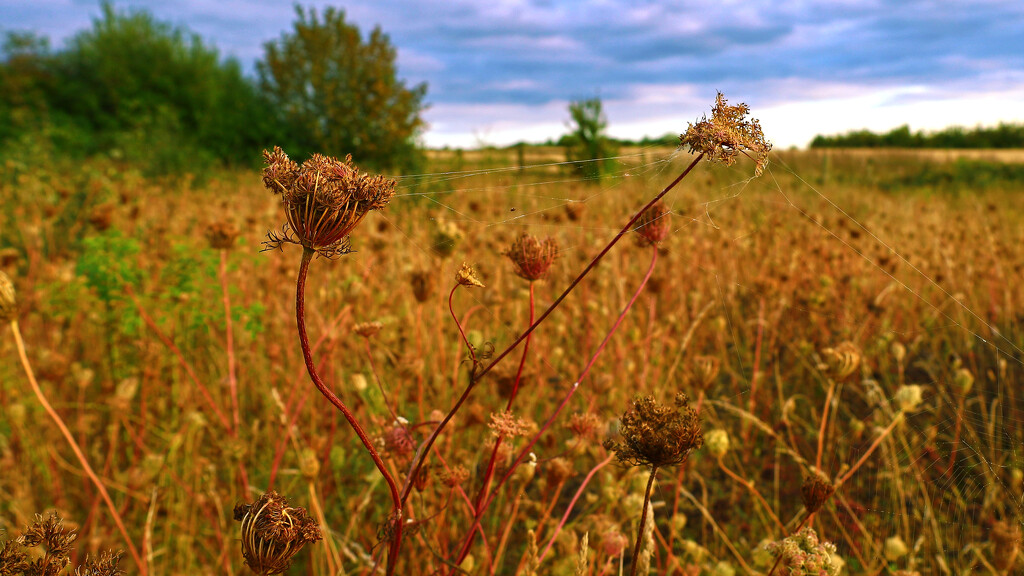 The meadow...........879 by neil_ge