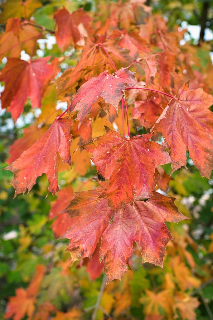 Colourful maple leafs  by okvalle