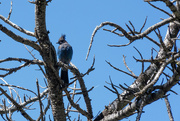 10th Sep 2023 - Stellar Jay at Bear Lake