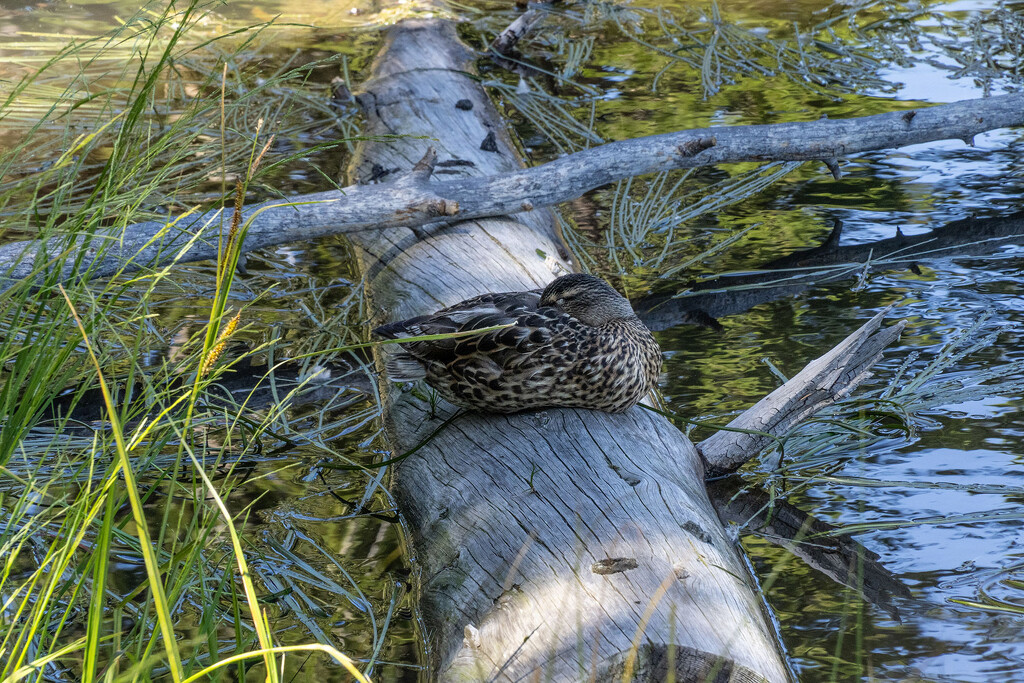 Duck Resting at Sprague Lake by k9photo