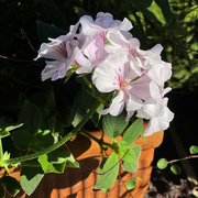 15th Sep 2023 - Porch Flowers