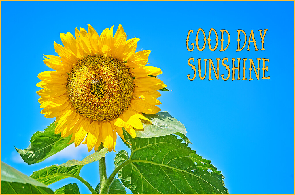 Good Day Sunshine by gardencat