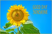 15th Sep 2023 - Good Day Sunshine