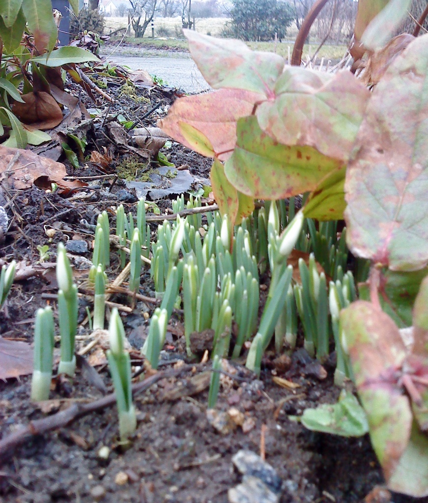 snowdrops by sarah19