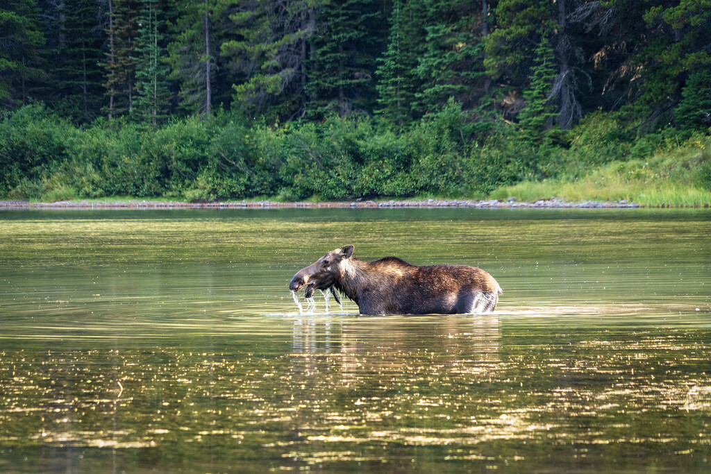 Cow Moose on Fishercap Lake by kvphoto