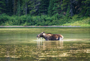 26th Aug 2023 - Cow Moose on Fishercap Lake