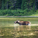 Cow Moose on Fishercap Lake by kvphoto