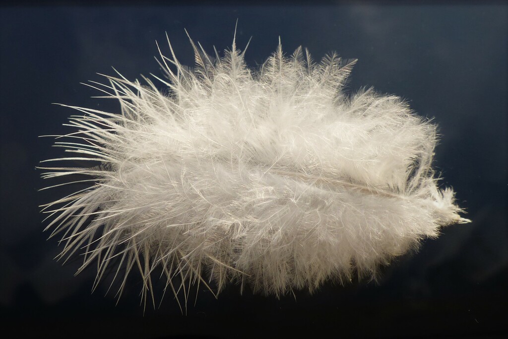 white feather by jokristina