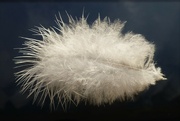 13th Sep 2023 - white feather