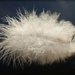 white feather by jokristina