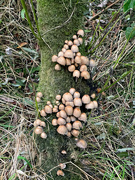 15th Sep 2023 - Fungi