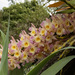 a single spray of orchid by koalagardens