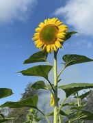 15th Sep 2023 - Sunflower 