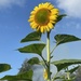 Sunflower  by jeremyccc