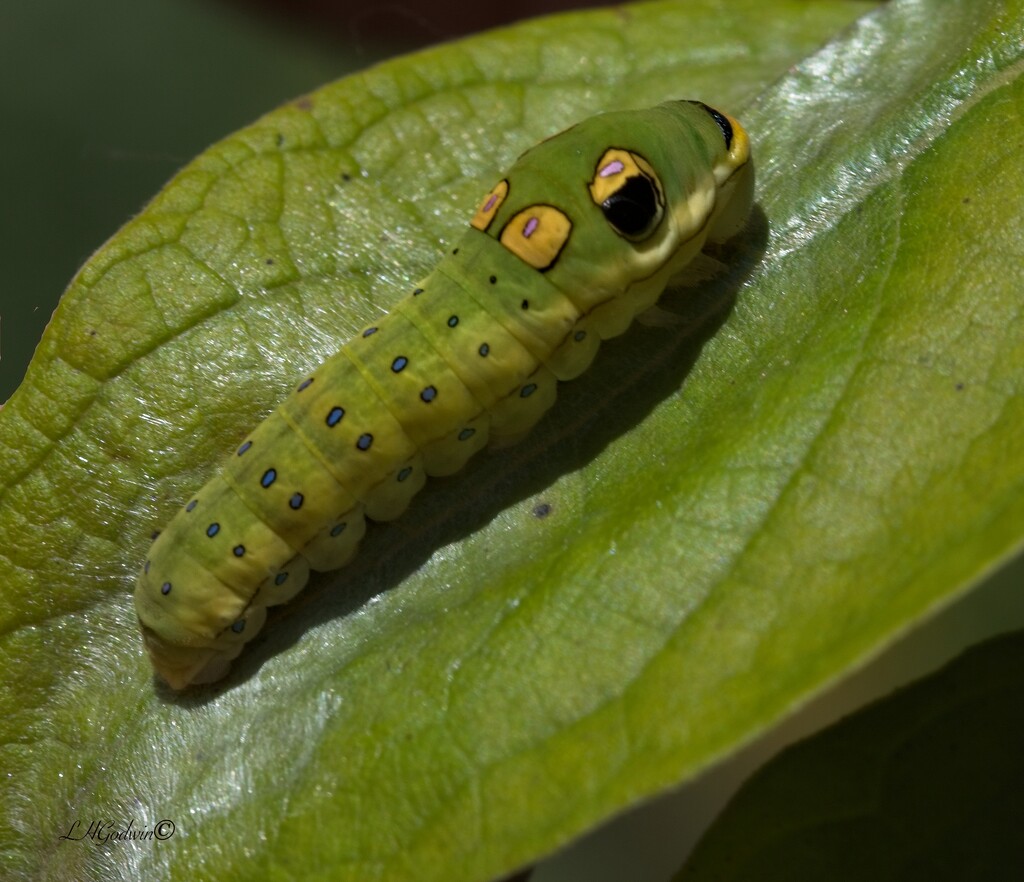LHG_8991 Spicebush caterpillar by rontu