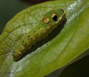 15th Sep 2023 - LHG_8991 Spicebush caterpillar