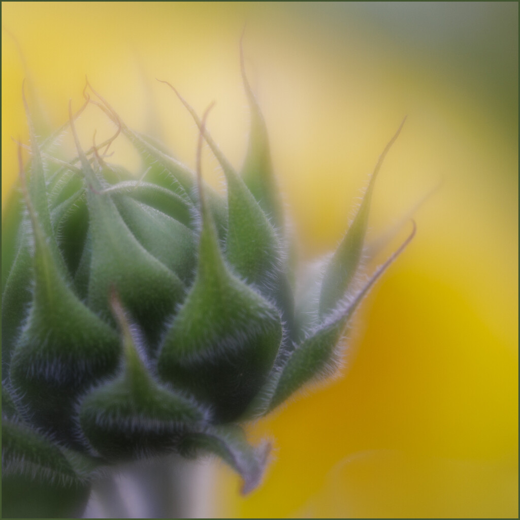 15 - New Sunflower by marshwader