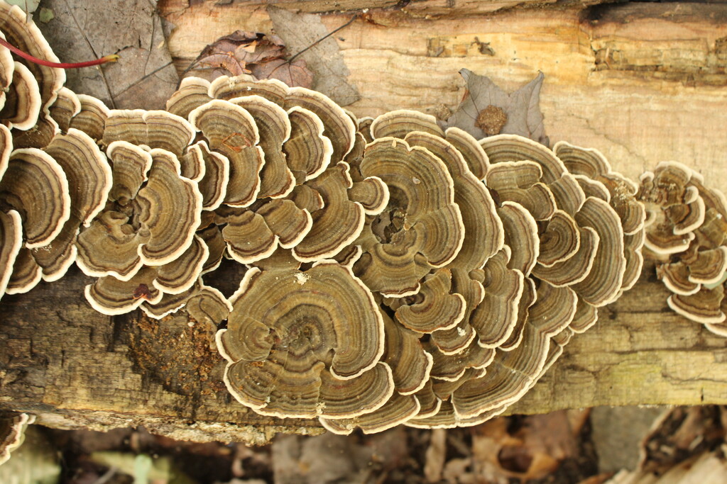 Turkey tail  by mltrotter
