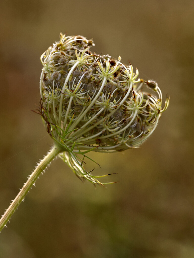 Meadow flower.........881 by neil_ge