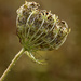 Meadow flower.........881 by neil_ge