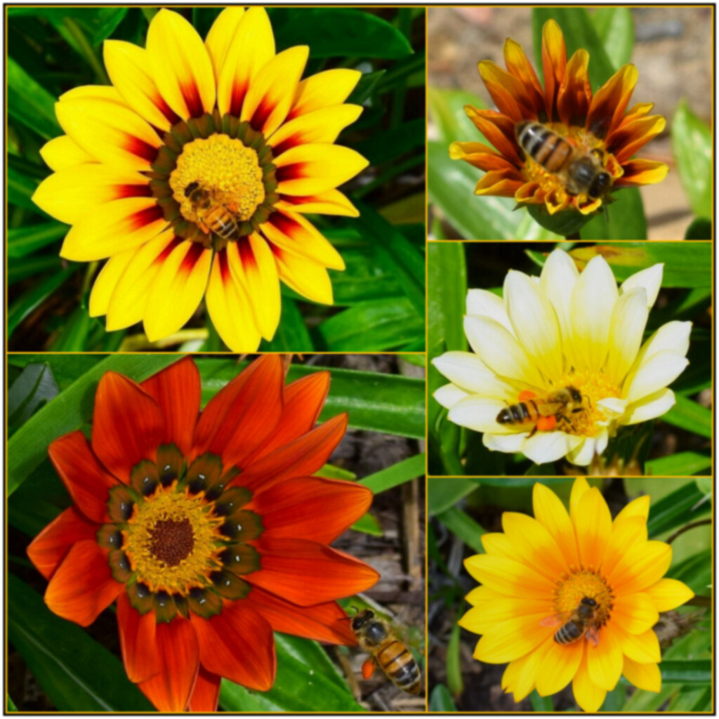  Gazania Flowers & Bees ~                              Sorry I was unable to comment yesterday & again today. I am feeling unwell & need to rest..Hope to be back tomorrow.      by happysnaps
