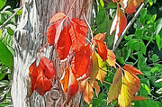 15th Sep 2023 - Leaves of autumn