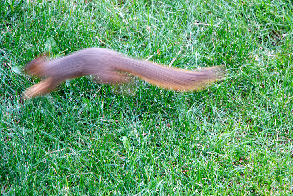 A fast squirrel!  by ingrid01