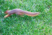 7th Sep 2023 - A fast squirrel! 