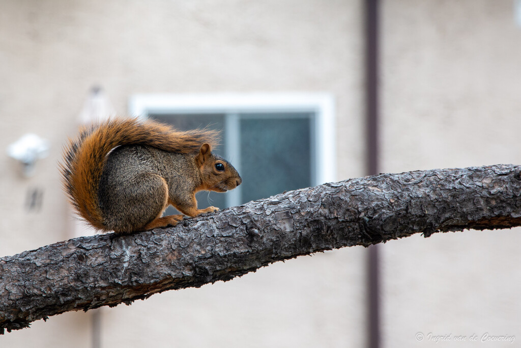 A squirrel by ingrid01