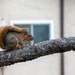 A squirrel by ingrid01