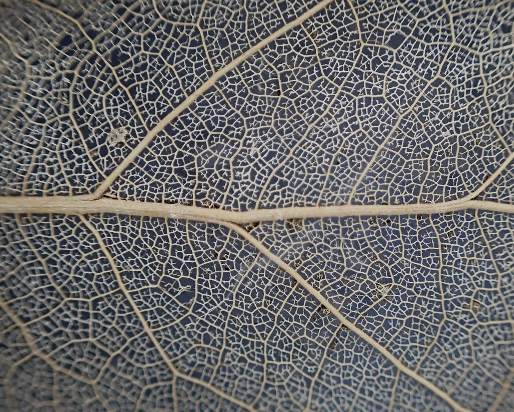 Macro leaf by sschertenleib