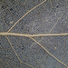 Macro leaf by sschertenleib